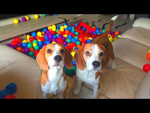 MY CUTE PUPPY GETS A GIANT BALL PIT! CUTE AND FUNNY REACTION.