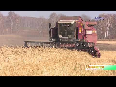 В Искитимском районе уборочная кампания вышла на финишную прямую