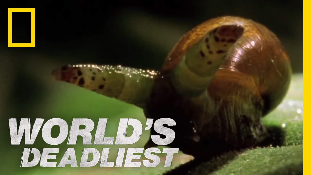 World's Deadliest - Zombie Snails - YouTube