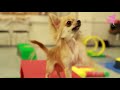 Cute chihuahua dog tricks and agility