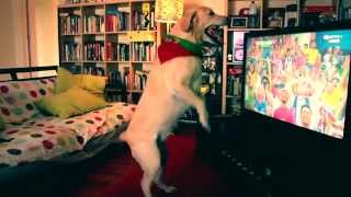 labrador dog celebrates goal (world cup 2014, Portugal vs USA) - original video