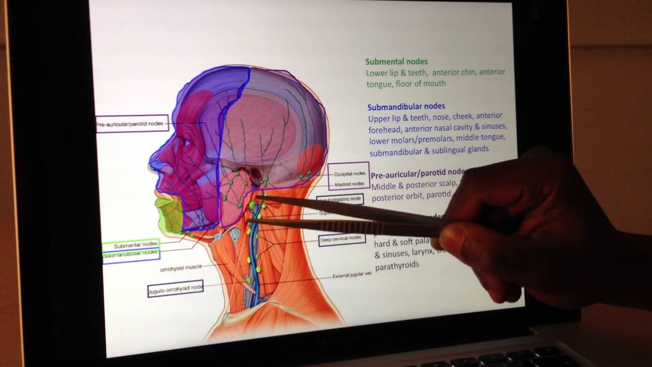 Vascular Anatomy (4 of 4): Lymphatic Drainage -- Head and Neck Anatomy