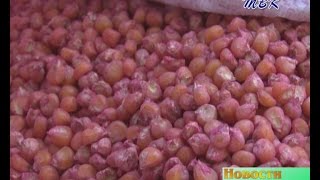 В ЗАО «Агрофирма «Лебедёвская» кукурузу сеют строго по компасу