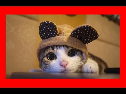 Compilation de chat très drôle avec des chutes - YouTube