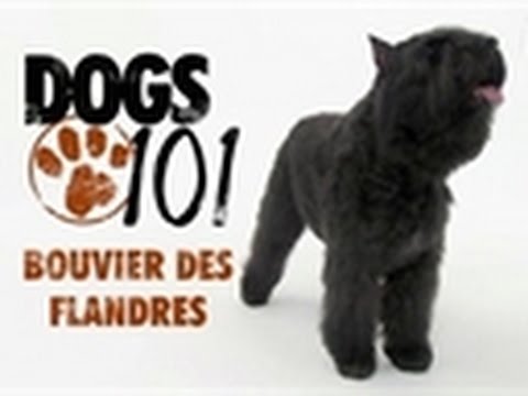 13+ Bouvier Des Flandres Charakter