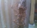 termites de sol nasitutermes