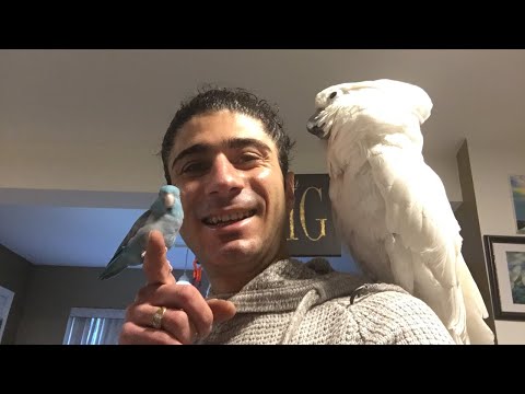 Live streaming with my funny birds
