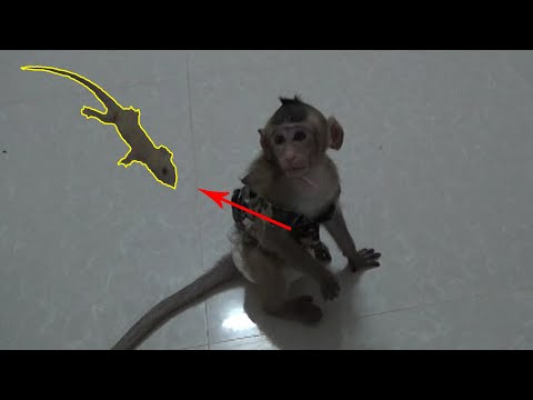 What This is Baby Monkey Too See it