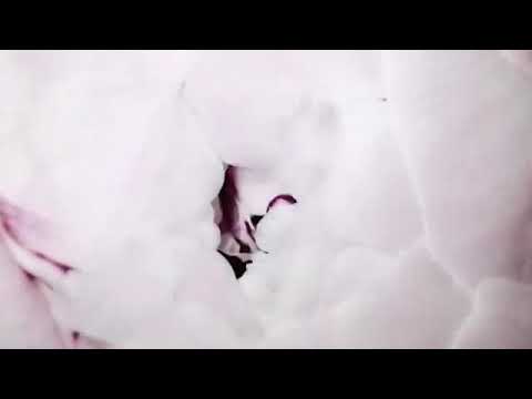 video عطر مس ديور بلومينج بوكيه من كريستيان ديور 100مل