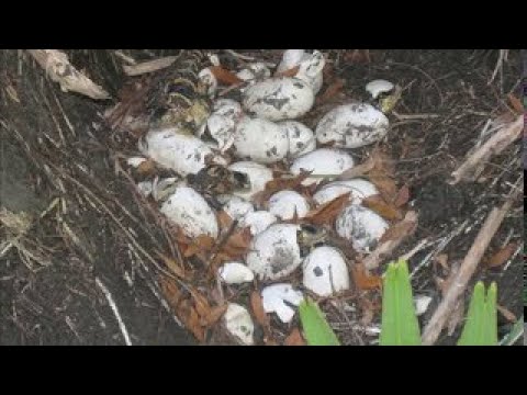 What animals lay eggs? - YouTube
