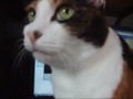 猫のびっくり顔 - Cat noticed meow voice.
