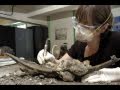 The Archaeology of a 16th Century Shipwreck  Pt  2.1