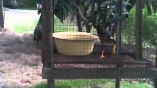 of comments on Jalak Nias GACOR- Gading lagi Mandi.3gp - YouTube