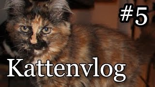 Kattenvlog #5 - Foxy is een Boef?!