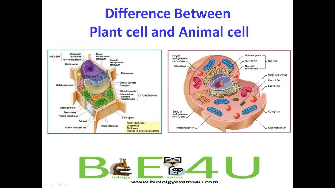 Difference between plant and animal cell essay