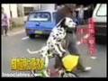 
un perro se sube a una b