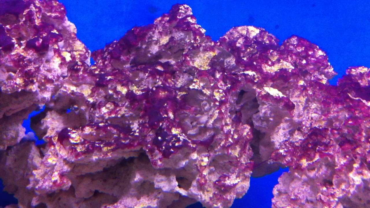 Red Slime Algae (Cyanobacteria)? or not! - YouTube