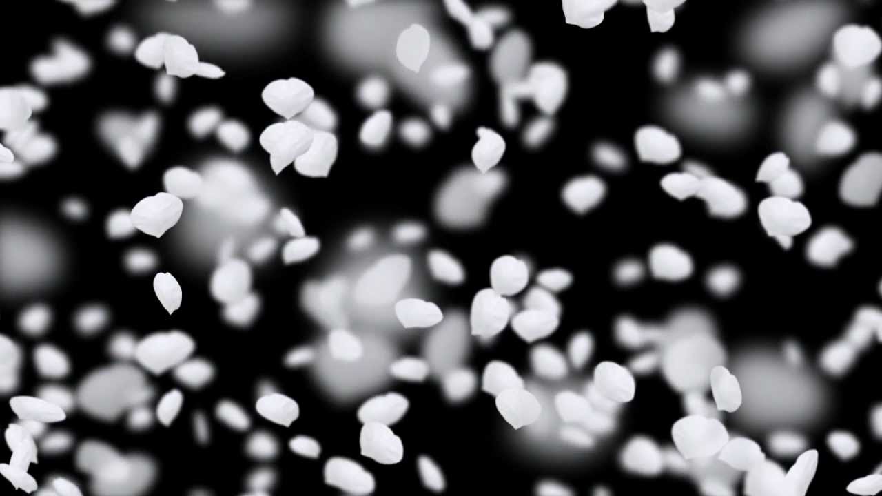 Free wedding background full HD - falling flower petals white animation