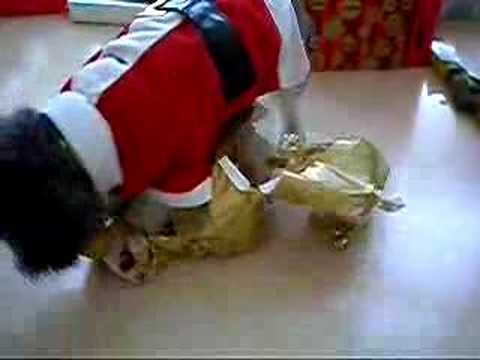 Dog opens her Christmas Gift - Purina Dog Chow 2011-12-27 16:28 Dog opens her Christmas Gift - Purina Dog Chow 2011-12-27 16:28