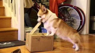 Smart Corgi Yuki Opens Bday Package - Tape and all!