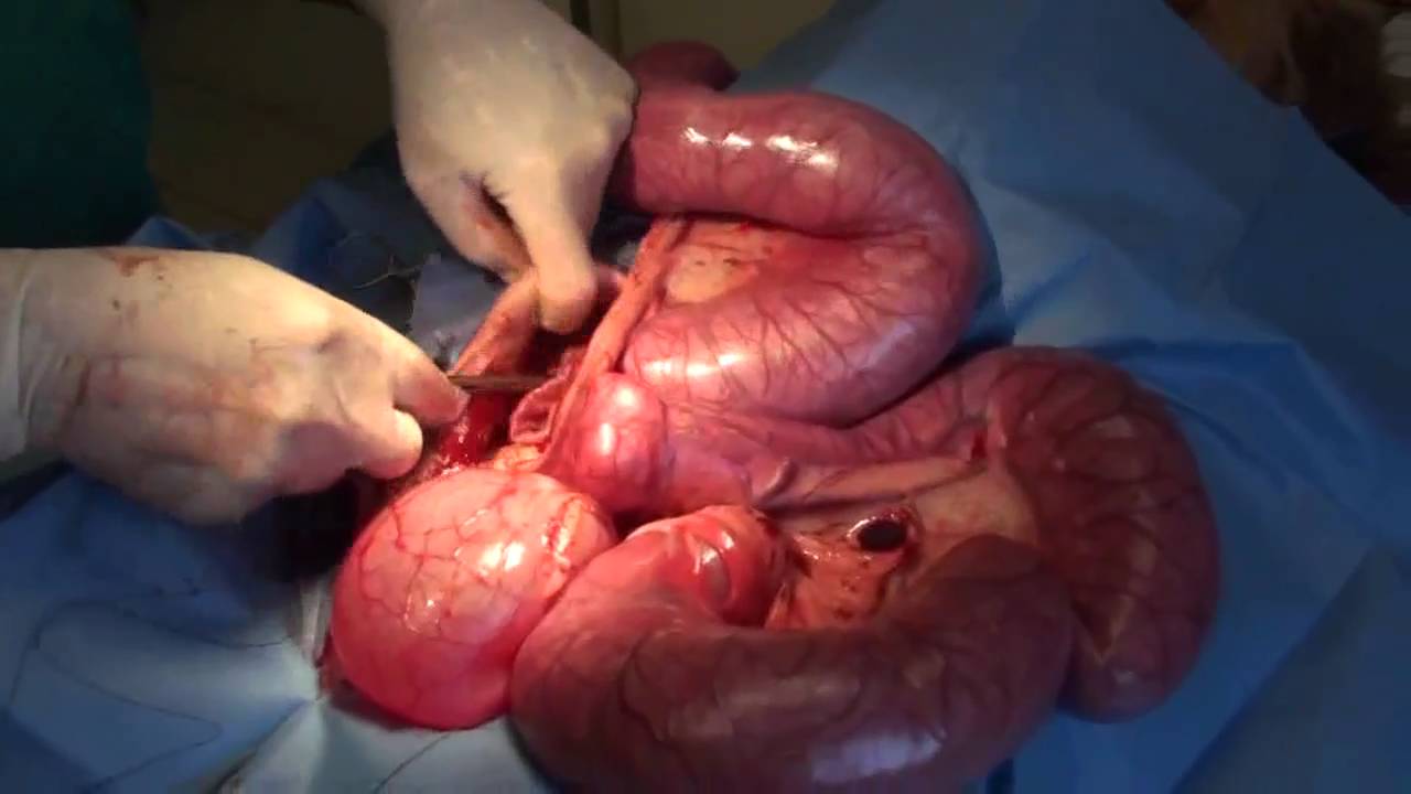 Uterus Infection or Pyometra in a Female Non-Spayed Dog ...