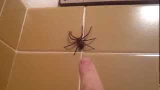 Huntsman Spider Jumps