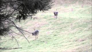 Fallow Deer Hunt with the Ferret