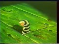 Thumbnail 2 for ZAKOCHANY KUNDEL PIERWSZY POLSKI DUBBING LADY AND THE Thumbnail 2 for ZAKOCHANY KUNDEL PIERWSZY POLSKI DUBBING LADY AND THE