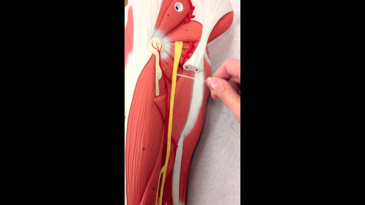 Sacral Plexus Anatomy on Model (Plus the Femoral Nerve) - YouTube