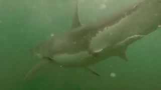 "ALMOST" Great White Shark Attack - Newport Beach, Australia