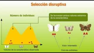 definición de selección natural