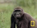 Gorilla vs. Gorilla