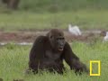 Gorilla vs. Gorilla
