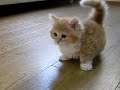 Fluffy Kitten Is Confused