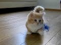Fluffy Kitten Is Confused