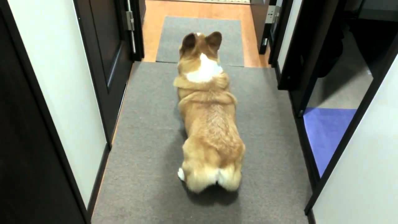 Corgi Twerk - YouTube