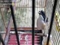 cendet top bukan toke isian 20 suara mastring burung.mp4 album artwork