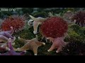 Life - Timelapse of swarming monster worms and sea stars - BBC One