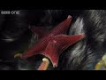 Life - Timelapse of swarming monster worms and sea stars - BBC One