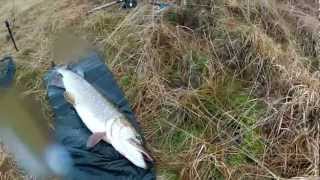 Flicker Shad Flashy Perch Shallow Crankbait by Berkley at Fleet Farm