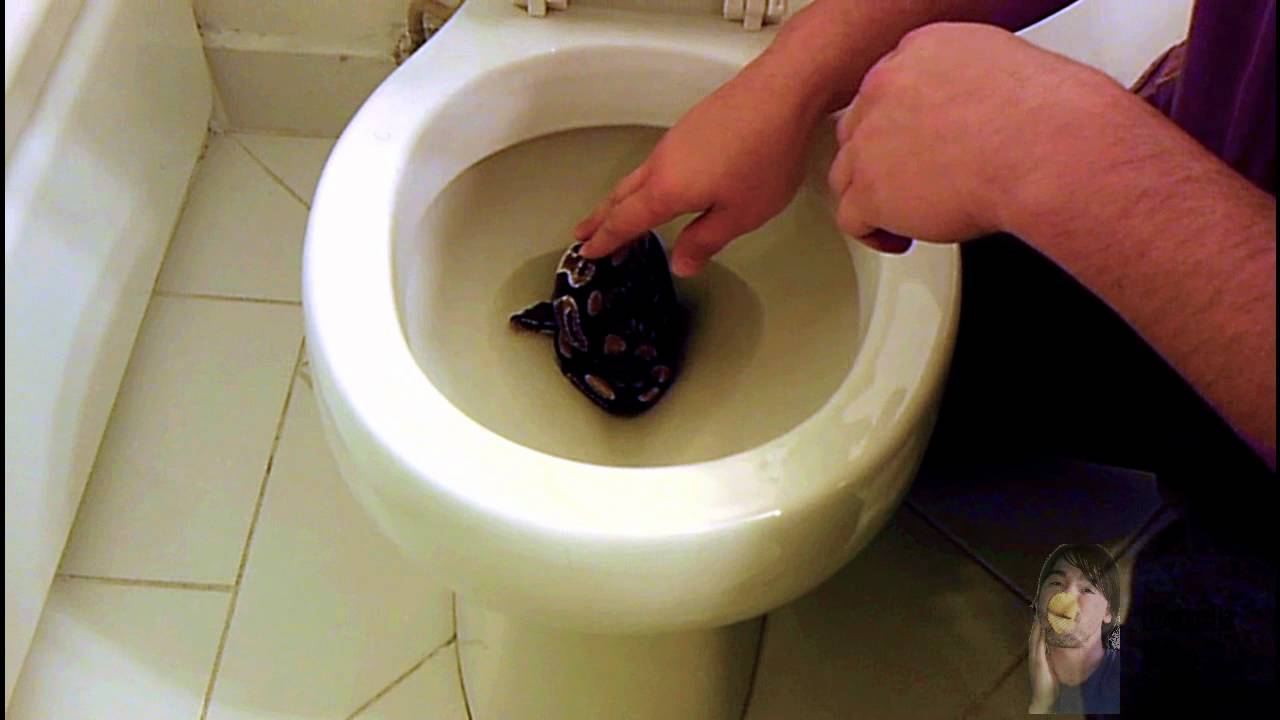 Snake In The Toilet YouTube