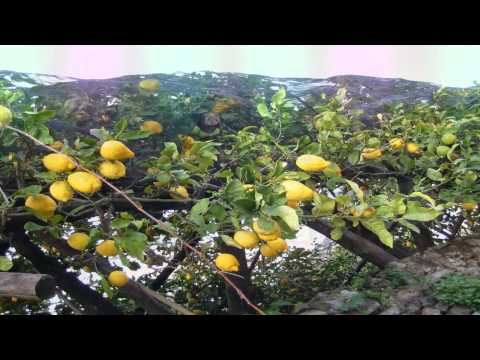 LETRA DE LEMON TREE DE FOOLS GARDEN letra de lemon tree de fools garden: