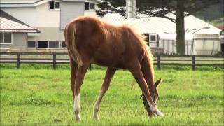 GRANDAME-JAPAN優勝馬のふるさと／飛渡牧場（カツゲキドラマ号