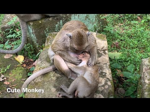 Polino monkey is so tired and hungry,so his mother breastfeeding and grooming for him