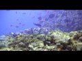 Undersea Video One