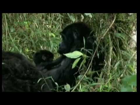 Mountain Gorilla conservation, Uganda
