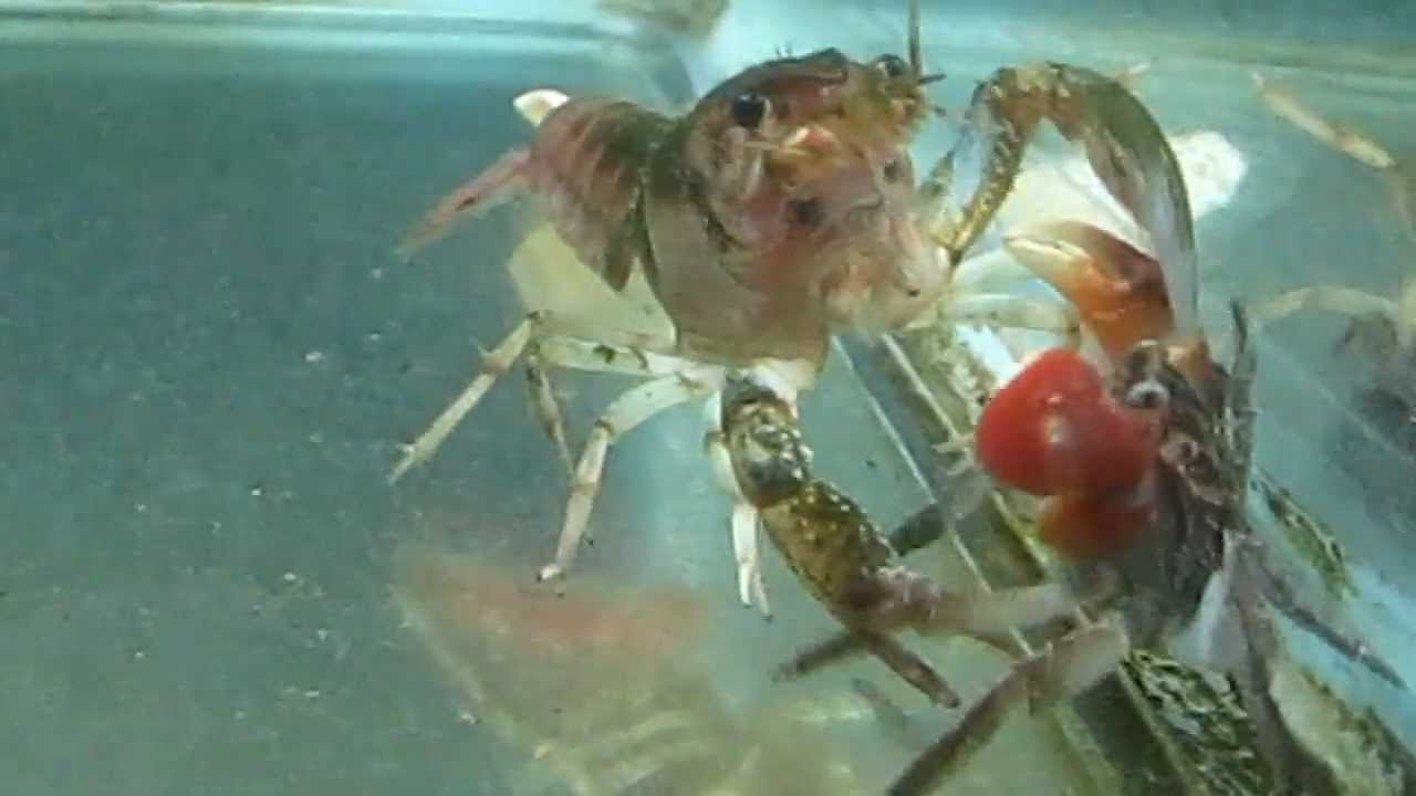 Lobster vs Red Claw Crab YouTube