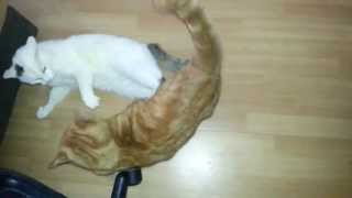 2 funny cats are fighting