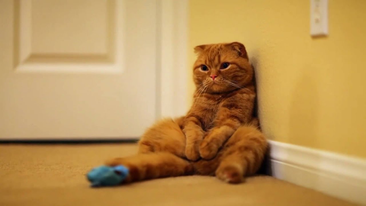 Scottish Fold Cat - Mango enjoying kitty life - YouTube