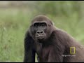 Gorilla vs. Gorilla